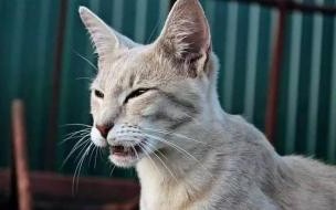 猫的叫声像什么 和猫咪叫声差不多的动物