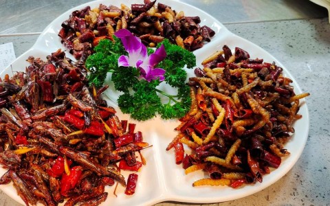 昆虫美食节试吃（昆虫美食节试吃视频）