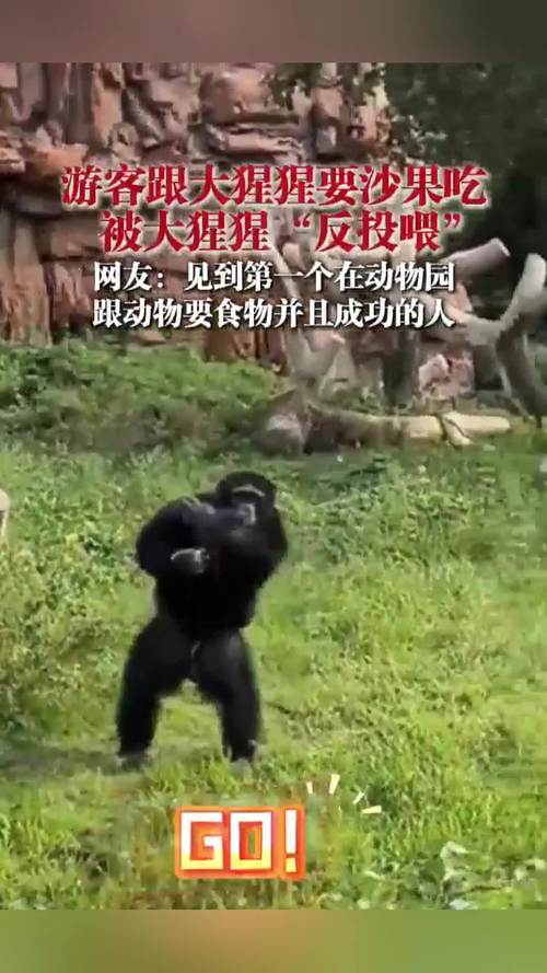 动物园猩猩投喂记(动物园猩猩投喂记录视频)