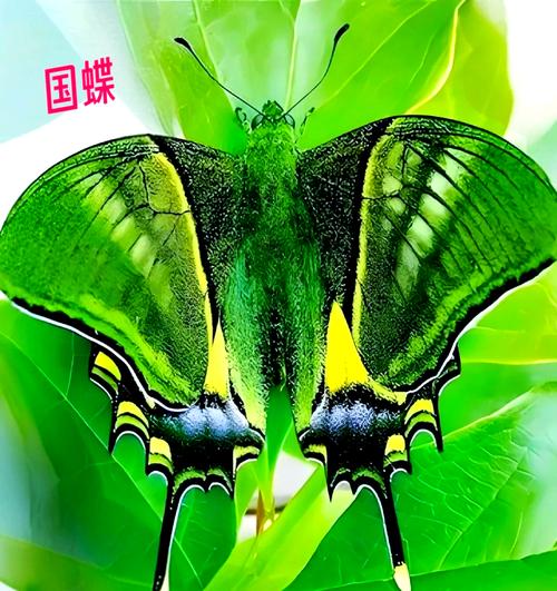 金斑喙凤蝶观测(金斑喙凤蝶是珍稀动物吗)