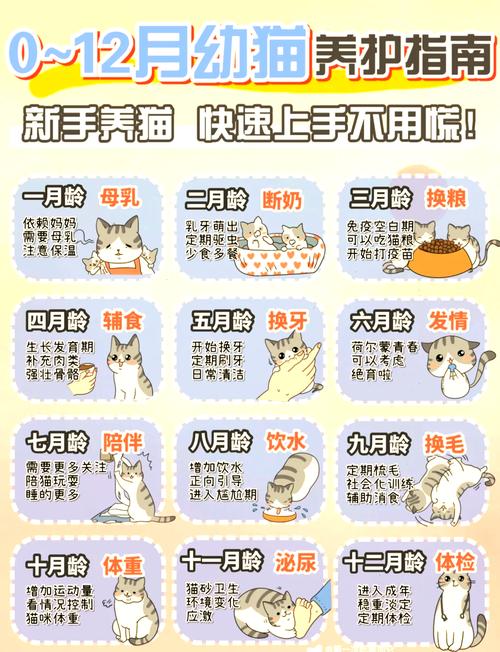 宠物日常（宠物日常护理小常识）