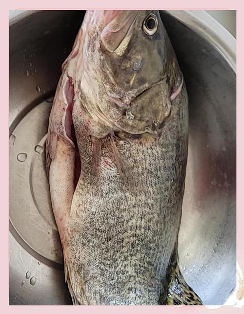 清蒸桂鱼的做法视频（清蒸桂鱼的做法步骤视频）